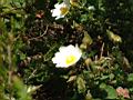 wild roses1.JPG